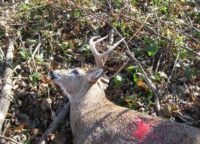 Best Arrow Shot Placement 