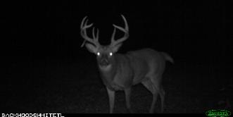Illinois Whitetail Hunts