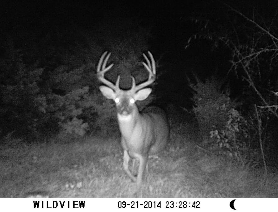 Backwoods Whitetails