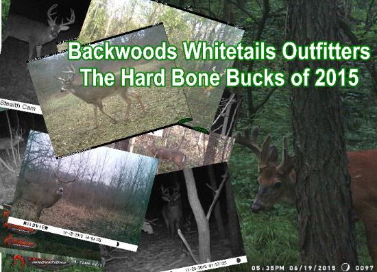 Illinois Whitetail Deer Hunting Guides