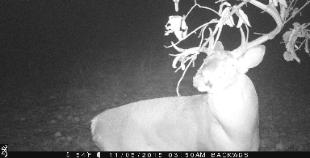 Illinois Whitetail Guides
