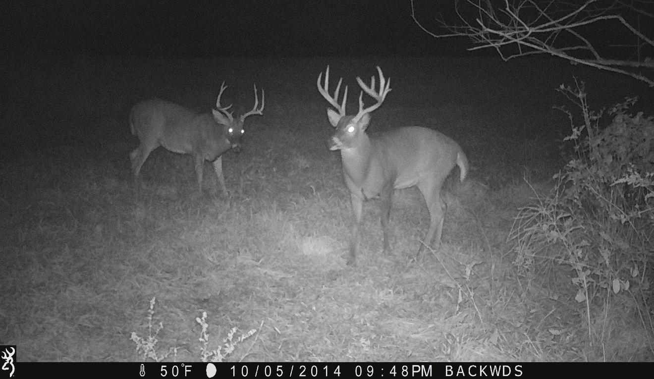 Bow Hunting Illinois