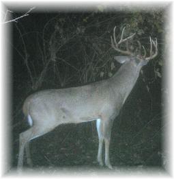 Peak Rut Illinois