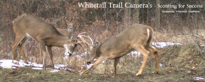 Whitetail Deer Scouting Cameras